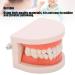 Teeth Model - Anti-Yellow Denture Model for Hospitals & Kindergartens | Shop Internationally - Buy Online on GoSupps.com