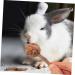 NOLITOY 12pcs Pet Rabbit Snacks Chinchilla Treats Teeth Grinding Sticks Pet Chewing Playthings Animal Petal - Buy Online on GoSupps.com