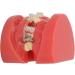 Buy Ververt Touch Ceramic Dental Orthodontic Bracket Model - 24 Teeth Demo Model for Teacher Training | International Shipping Available - Buy Online on GoSupps.com