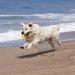 Durable Dog Toys - Flee Durafoam Ball with Rope for Small & Large Dogs | Water Swimmer Toy | International Shipping - Buy Online on GoSupps.com