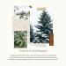 Thymes Frasier Fir Laundry Fragrance Oil – Scented Dryer Supplies for Fresh-Smelling Laundry (0.5 fl oz - Buy Online on GoSupps.com