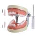 Dental Teeth Model Removable Tooth Teach Practice Model Teeth Model Includes 32Pcs Teeth for Practicing Restorative Techniques Come with A Small Screwdriver