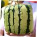 Uonlytech Watermelon Shaping Fruit Tools Pumpkin Growing Molds for Garden Vegetable Shaping Tool Watermelon Modeling Big Rod 15x15cm Transparent - Buy Online on GoSupps.com