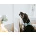 Dogwong Green Pet Collar - Adjustable Comfortable Dog Collar with Removable Fly for Small & Medium Dogs - Perfect Gift for Girls - Pack of 1 - Buy Online on GoSupps.com