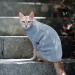 Stylish Pet Sweater for Cats & Small Dogs | Turtleneck Winter Clothing in Hazeblue XS - Buy Online on GoSupps.com