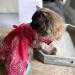Delifur Medium Red Dog Wedding Dress Tutu Perfect Pet Costume for Birthday Parties & Spring/Summer Celebrations - Buy Online on GoSupps.com