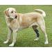 RockPet Dog Hind Leg Joint Brace Therapeutic Hip Bandage for Canines (L) - Buy Online on GoSupps.com