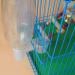 10PCS Bird Water Drinker Cup - Plastic Soda Pop Bottle Feeder for Chickens, Pigeons - Feeding Trough Accessories - Buy Online on GoSupps.com