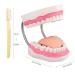 LVCHEN Mouth Model for Speech Therapy - Dental Hygiene Teeth Model with Movable Tongue and Denture Toothbrush - Buy Online on GoSupps.com