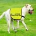CENWA Autism Service Dog Jacket Vest Autism Dog Autism Alert Dog Autism Service Dog Slogan Warning Vest Autism Service L EU - Buy Online on GoSupps.com