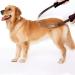 Dual-Sided Shedding Blade for All Dog Coat Types - Stainless Steel De-Shedding Tool with Soft Touch Grip - Burgundy - Buy Online on GoSupps.com