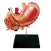 Educational Model Human Stomach Organ Anatomical Model Organ Anatomy Detachable 12 Parts Medical Teaching Model Medical Models