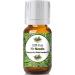 10ml - Fir Needle Essential Oil - 0.33 Fluid Ounces Fir Needle 0.33 Fl Oz (Pack of 1)