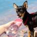 350ml Portable Dog Water Bottle - Antibacterial Travel Drinking Dispenser for On-the-Go Pets - Ideal for Outdoor Adventures - Pink - Buy Online on GoSupps.com