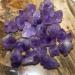 Natural Stone Amethyst Crystal Cluster Quartz Flower Raw Purple Gems Minerals Specimen Home Decoration NaturalReiki Decoration Full of Texture 100g - Buy Online on GoSupps.com