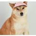 Adjustable Pink Baseball Cap with Ears for Small Dogs | Summer Sun Protection & Outdoor Sports Gear - Buy Online on GoSupps.com