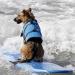 Dog Life Jacket - Swimming Safety Vest for Small & Large Dogs | XXS Blue Flower Swimming Coat with Handle - Buy Online on GoSupps.com