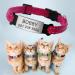 Didog Reflective Cat Neck Band with Stainless Steel Engraving - No Noise ID Collar for Kittens Cats & Small Dogs - Green Size XXS (14-20cm) - Buy Online on GoSupps.com