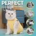 Ksuktsw Katzenbody: Post-Op Recovery Suit for Cats | Comfortable Cat Clothing for Castrated Cats - Shop Now! - Buy Online on GoSupps.com