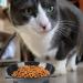 Cotill Cat Bowls Anti-slip Multi-purpose Cat Food Bowl Pet Water Bowl Cat Feeding Bowl Set of 3 - Grey/Black/White - Buy Online on GoSupps.com