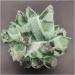 1pcs 300-900g Newly Natural Green Ghost Quartz Crystal Cluster Crystals raw Gemstone Specimen for Home&Office Decoration Home Collections (Size : 400-500g) - Buy Online on GoSupps.com
