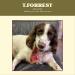 T. Forrest British Dried Whole Pigs Ears x50 For Dogs 100% Natural Treats Long Lasting Grain Free Chew - Buy Online on GoSupps.com