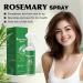 Rosemary Hair Spray with Castor Oil Rosemary Water Spray for Hair Growth Reduce Hair Loss Soothes and Moisturizes Dry Hair Strengthens Hair Roots 118ml/3.99fl.oz - Buy Online on GoSupps.com