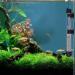 Mylivell Aquarium Heater 50W-300W Submersible Auto Thermostat Fish Tank Water Heater - Adjustable Temperature, Suction Cups - Ideal for 10-20 Gallon Tanks - Buy Online on GoSupps.com
