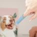 JISADER Pet Oral Care Finger Brush for Dogs and Cats - Gentle Tool Blue - Buy Online on GoSupps.com