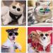 2 Pcs Classic Retro Pet Glasses Pet Sunglasses Pet Eyewear for Dog Cat Cosplay Photos Props - Buy Online on GoSupps.com