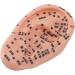 Buy Ear Massage Model - Accurate PVC Acupuncture Model - Ideal for Teaching & Labs - International Shipping Available - Buy Online on GoSupps.com