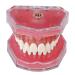 Tooth Lessons Model - Dental Simulation & Standard Practice Demonstration | Resin Dentist Teaching Tool (Pink Rose) - International Shipping Available - Buy Online on GoSupps.com