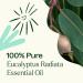 Plant Therapy Eucalyptus Radiata Essential Oil 10 mL (1/3 oz) 100% Pure Undiluted for Aromatherapy Respiratory Support & Focus 0.33 Fl Oz (Pack of 1) - Buy Online on GoSupps.com
