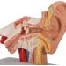 Human Ear Model 1.5 Times Natural Size Model with 2 Parts Illustrating Ear Regions Humans Ear Cleaner Internal Ear - Buy Online on GoSupps.com