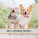 Pets Purest All Itch and Immunity Support Supplement Drops 50ml - Natural Skin Aid for Dogs & Cats - Paw Licking, Itchy Ears, Irritation, Watery Eyes - Buy Online on GoSupps.com
