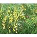 Neem Seeds - Neem Beej - Neem Giri - Nimboli - Azadirachta Indica (200 gm) - Buy Online on GoSupps.com
