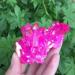 Home Decoration Natural Crystal Red Angel Aura Quartz Cluster specimens Cured Titanium Coating Quartz Cluster Stones kaixun (Size : 110-120g) - Buy Online on GoSupps.com