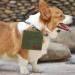 Small Dog Treat Bag With Carabiner Hook Waterproof Puppy Dog Training Pouch with Automatic Closure Food Canvas Container Walk Treats Pouch Pocket for Pet Puppy Walking Training Travel or Outdoor Green - Buy Online on GoSupps.com
