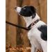 Joytale Leather Dog Collar with QR ID - Soft Durable Adjustable for Medium Dogs (30-39cm) - Stylish Brown - Buy Online on GoSupps.com