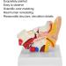 1.5X Magnified Human Ear Model Painted Artificial Ear Model Auditory System Organ Ear Structure Teaching Office Decoration Beige - Buy Online on GoSupps.com