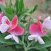 Benoon Sweet Pea Seeds 50pcs/Bag Fast Growing Hardy Plant Seeds Sweet Pea Seeds - Buy Online on GoSupps.com