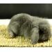 CAMITER 4 Pack Woven Bed Mat for Rabbits Grass Mat Bedding Nest for Rabbit Bunny Chew Toys Woven Bed Mat for Guinea Pig Parrot Chinchilla Squirrel Hamster Cat Dog and Small Animal - Buy Online on GoSupps.com
