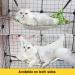 RayCC Adjustable Cat Hammock - Green Leaves Cat Bed for Small Dogs - Buy Online on GoSupps.com