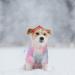 Small Dog Pullover Multicolour Winter Warm Cat Dog Jumper Pet Bow Sweater Dresses for Small Dog Soft Sweatshirt for Cats Puppy Pullover Coat for Small Medium Boys Girls Yorkie Chihuahua (Pullover M) Pullover M - Buy Online on GoSupps.com