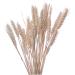 Cabilock Natural Dried Flowers 30 Pcs Natural Artificial Flower Decorative Artificial Flower As Shownx2pcs mediumx2pcs - Buy Online on GoSupps.com