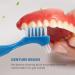 Kopinma 12 Pack Denture Toothbrush - Hard Double-Sided Denture Cleaning Brush for Effortless Care & Maintenance - Buy Online on GoSupps.com