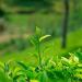 100g chinois printemps th vert Longjing Dragon bien th cru au th parfum nourriture verte - Buy Online on GoSupps.com