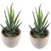 MAGICLULU 2pcs Faux Plant Simulation Plant Small Succulent Plants Home D cor Succulent Simulation Succulents Arrangements Suculentas Artificial Plants Decorative Plants Mini Cactus - Buy Online on GoSupps.com