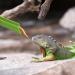 Reptile Feeding Tool Set - Cleaning Clamp Tweezers & Spatula for Hamsters Snakes Turtles & More | Essential Care for Small Animals - Buy Online on GoSupps.com