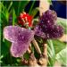 ROUPWKWO Amethyst Stone 30G Natural Amethyst Crystal Cluster Butterfly Fairy Specimen Decoratio - Buy Online on GoSupps.com